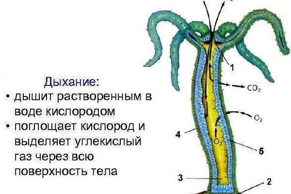 Ссылка на кракен на сегодня